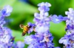 Bee With Purple Salvia Stock Photo