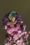 Rosemary Beetle (chrysolina Americana) Stock Photo
