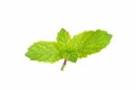 Pepper Mint Isolated On The White Background Stock Photo