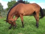 Thoroughbred Yearling Bowing Stock Photo