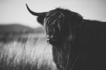 Highland Cow On The Farm Stock Photo