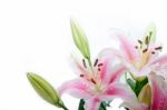 Pink Lily Flower Bouquet Stock Photo