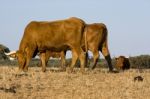 Cows On The Dry Grass Stock Photo
