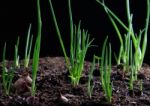 Red Onion Planting Growing On Agriculture Field Stock Photo