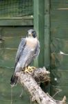 Perigrine Falcon ( Falco Perigrinus) Stock Photo