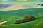 Spring Fields. Green Waves. Czech Moravia Hills Stock Photo