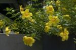 The Yellow Trumpet-flowers Stock Photo