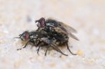 Two Flies Mating Stock Photo