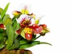 Slipper Orchid ( Paphiopedilum ) Exotic Flowers Isolated On Whit Stock Photo