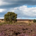 Field Of Heather Near Scarborough North Yorkshire Stock Photo
