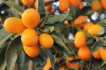 Tree Of Kumquat Stock Photo