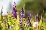 Fresh Lupine Close-up Blooming In Spring. Purple Lupine Flowers Stock Photo