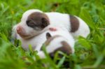 Newborn Cute Puppies Stock Photo