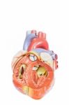 Open Artificial Human Heart Model Front View Stock Photo