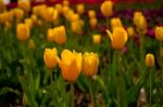 Colorful Tulips Field Stock Photo