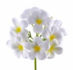 Frangipani Or Plumeria Flower Isolated On White Background Stock Photo