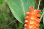 Orange  Siam Tulip Flower Or Curcuma Flower Stock Photo