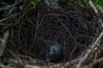 Mockingbird Egg Stock Photo