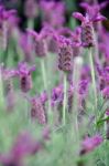 Lavender Blossom Stock Photo
