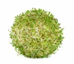 Alfalfa Sprouts On White Background Stock Photo