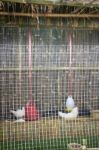 Chickens On A Wire Cage Stock Photo