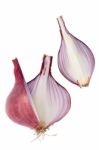 Shallots Still Life White Background Onion Bulb Season Herb Vege Stock Photo