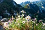 Flowers On Bukhansan Mountains, South Korea Stock Photo