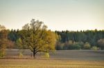 Lone Oak In A Green Spring Fields Stock Photo