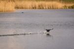 Coot (fulcia Atra) Running Across The Wate Stock Photo