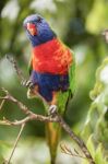 Rainbow Lorikeet Stock Photo