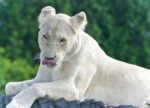 Image Of A White Lion Looking At Camera In A Field Stock Photo