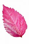 Pink Leaf Of The Hibiscus Isolated On White Stock Photo