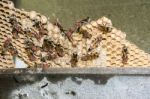 Wasp Nest With Wasps Sitting On It Stock Photo