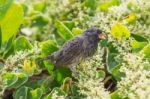 Ground Finch Bird On Santa Cruz Island In Galapagos Stock Photo
