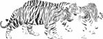Three Tigers, Latin Panthera Tigris Tigris Stock Photo