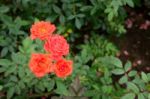 Orange Rose Bush In The Garden Stock Photo