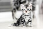 Cute American Shorthair Cat Kitten With Copy Space Stock Photo
