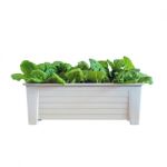 Hydroponic Vegetables Growing In Pot Stock Photo