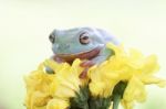 Dumpy Frogs, Dumpy Tree Frogs Above Yellow Flowers Stock Photo