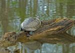 Red Eared Turtle On Cypress Log Stock Photo