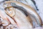 Fresh Rainbow Trout Fish Closeup At The Seafood Market Stock Photo