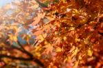 Maple Tree Garden In Autumn Stock Photo