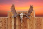 Skull Moose Hung On Wall Stock Photo
