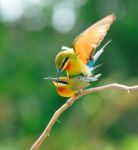 Blue-Tailed Bee Eater Stock Photo