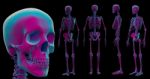 3d Illustration Of Skeleton By X-rays On Background Stock Photo