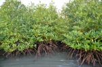 Mangrove Plants Stock Photo