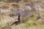 Female Red Grouse (lagopus Lagopus Scotical) Stock Photo
