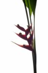 Heliconia Stricta Still Life On White Background Stock Photo