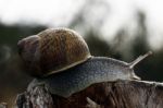 Snail Of The Wild Stock Photo
