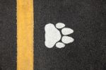 Dogfoot Print On The Road Stock Photo